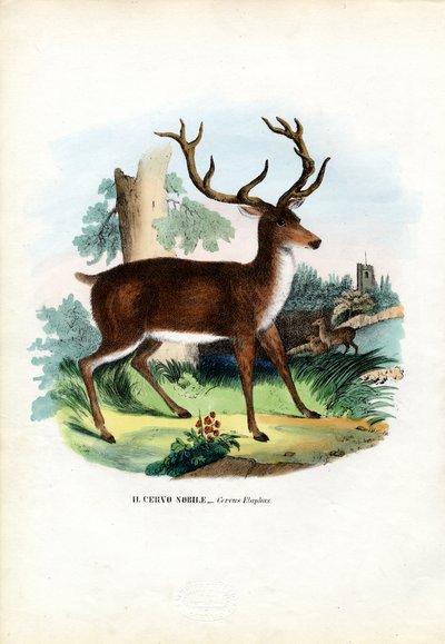 Cervo rosso, 1863-79 da Raimundo Petraroja